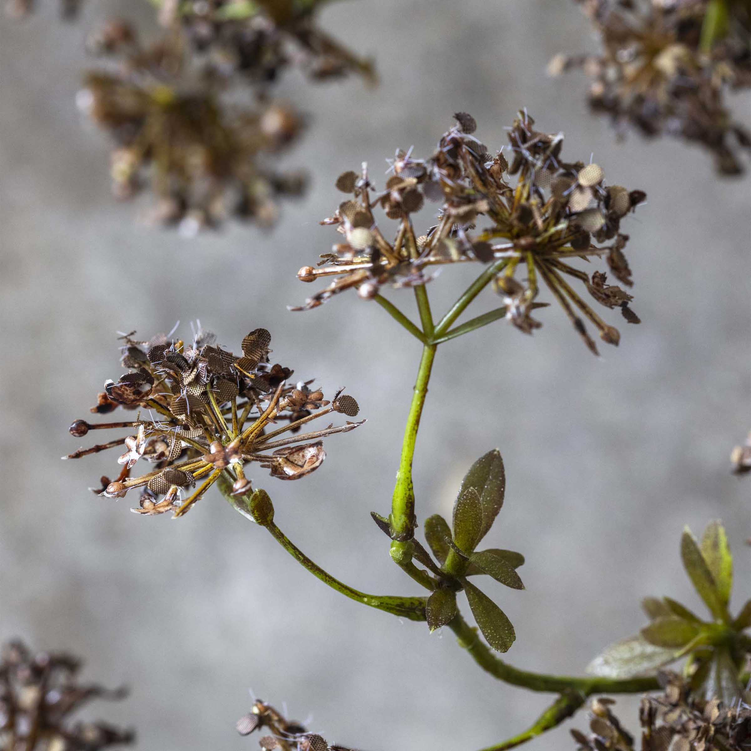 Artificial Hogweed Stem